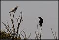 
White-tailed Kite and Crow
