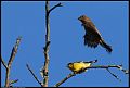
Lesser Goldfinch and House Finch
