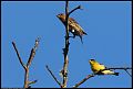 
Lesser Goldfinch and House Finch
