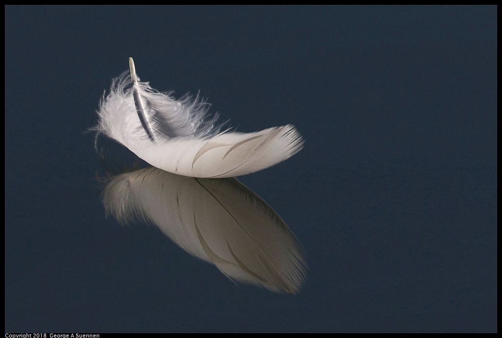 
Egret Feather
