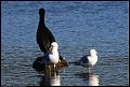 
Ring-billed Gull and Cormorant

