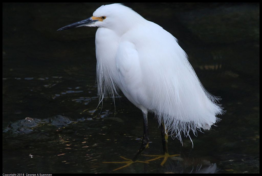 
Snowy Egret
