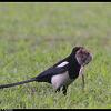 black-billed-magpie