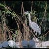 gray-heron