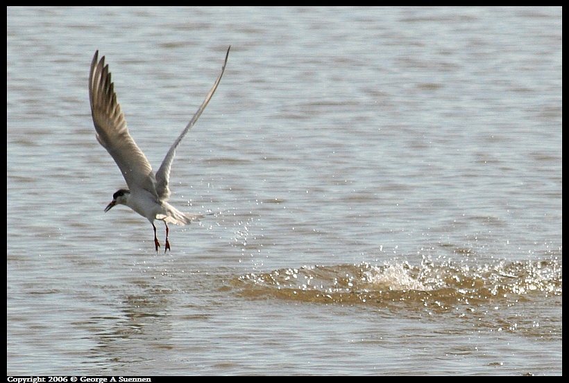 0413-162134.jpg - Foster's Tern