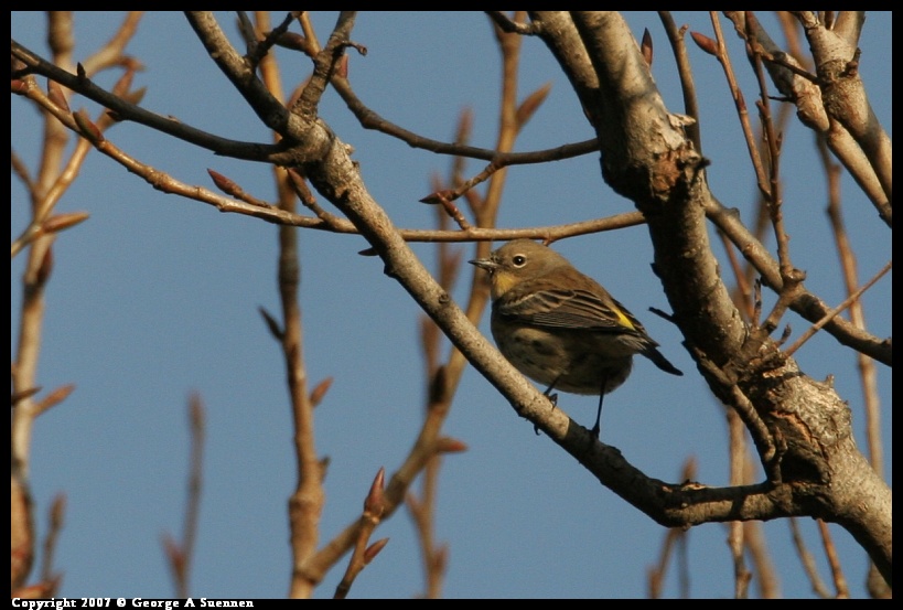 0101-163910-01.jpg - Yellow-rumped Warbler
