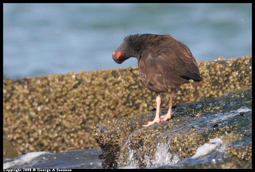 0112-132039-01.jpg - Black Oystercatcher