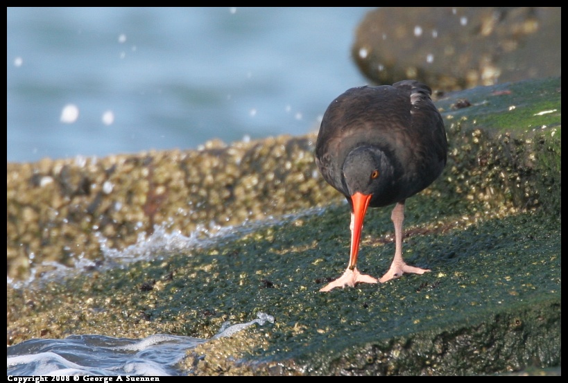 0112-132131-02.jpg - Black Oystercatcher