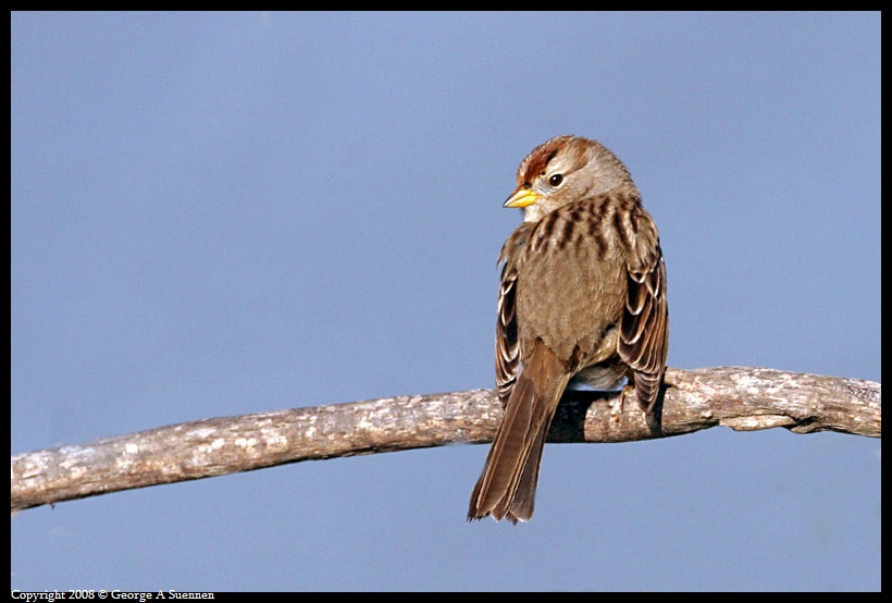 0115-142338-01-psa.jpg - White-crowned Sparrow