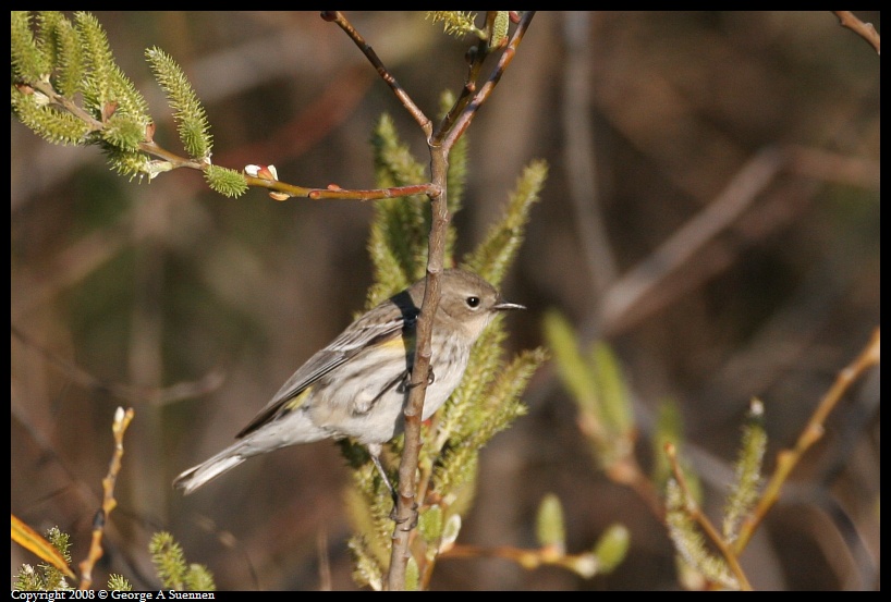 0118-100438-01.jpg - Yellow-rumped Warbler