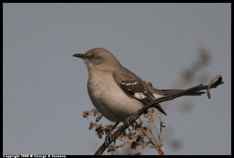 0119-142545-02.jpg - Northern Mockingbird