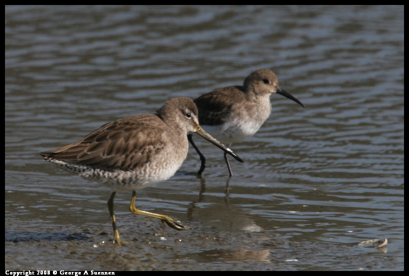 0208-133927-01.jpg - Dunlin