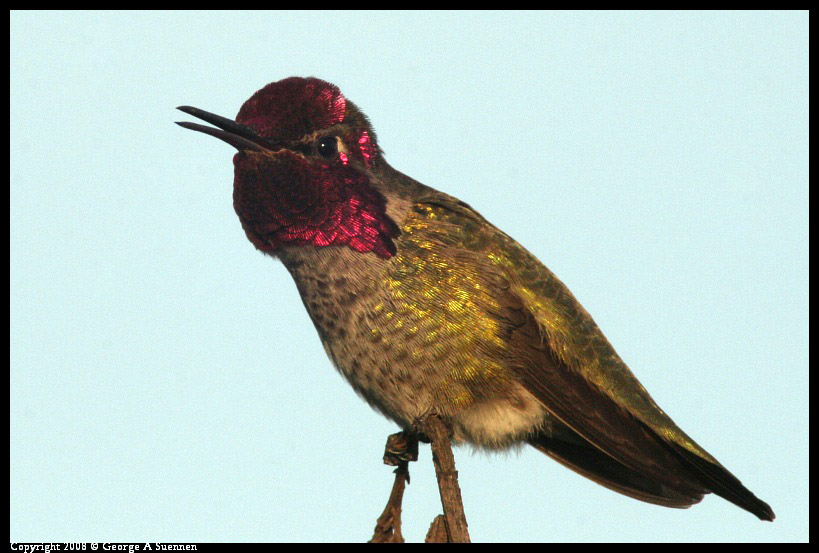 0209-175413-01-ps.jpg - Anna's Hummingbird