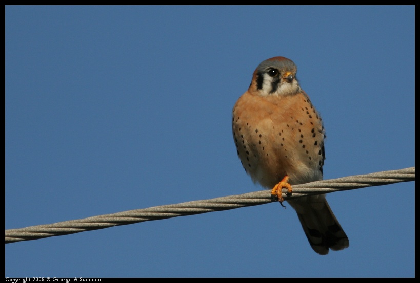 0210-161543-01.jpg - American Kestrel