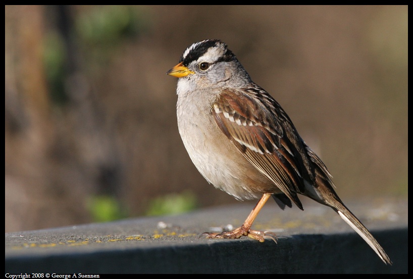 0215-100043-04.jpg - White-crowned Sparrow