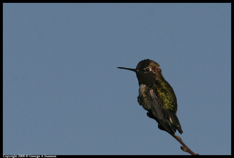 0321-085116-05-ps.jpg - Anna's Hummingbird