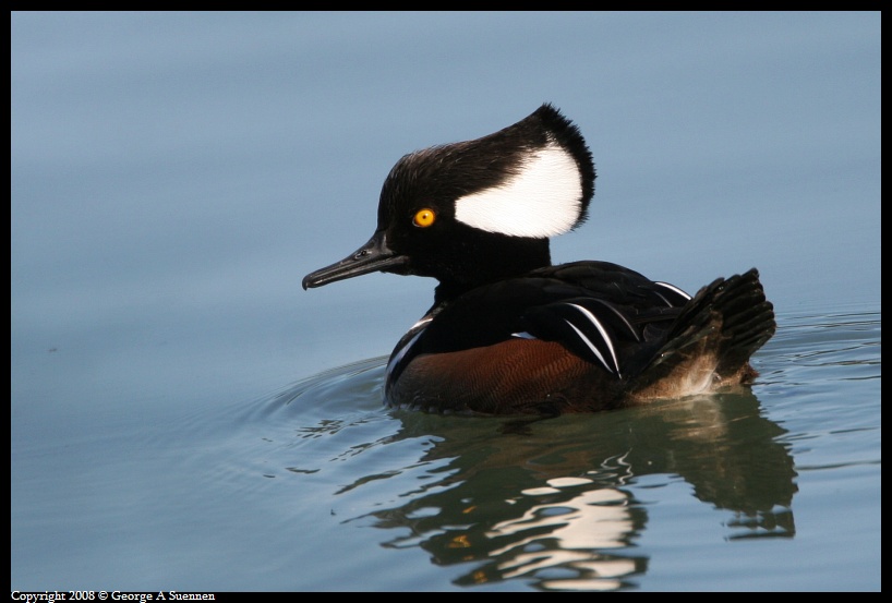 0114-141050-02.jpg - Hooded Merganser