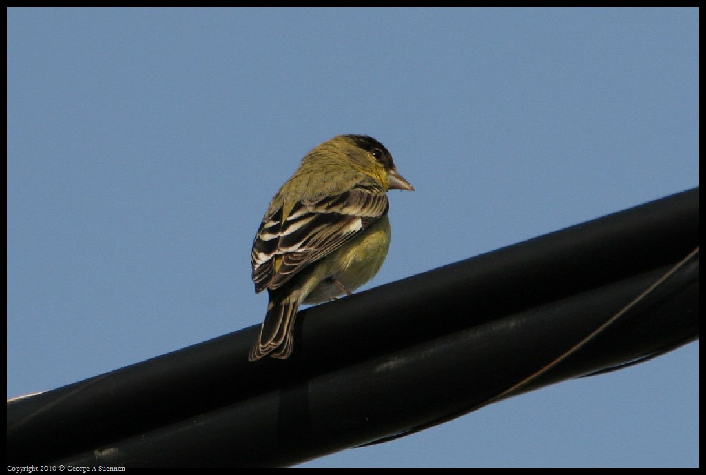 0314-180447-01.jpg - Lesser Goldfinch