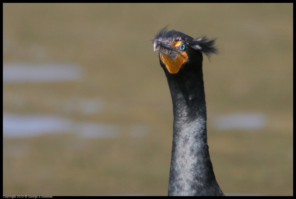 0327-162218-02.jpg - Double-crested Cormorant