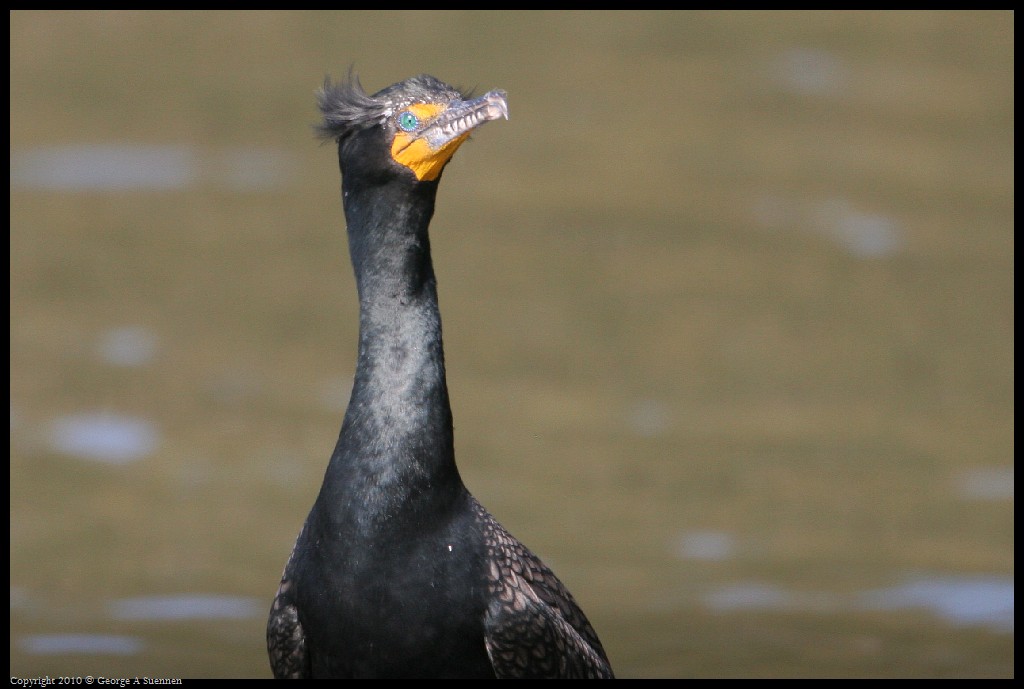 0327-162230-02.jpg - Double-crested Cormorant