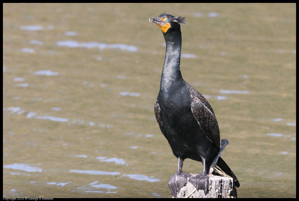 0327-162349-01.jpg - Double-crested Cormorant