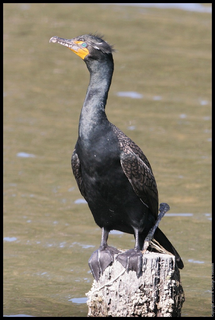 0327-162403-01.jpg - Double-crested Cormorant