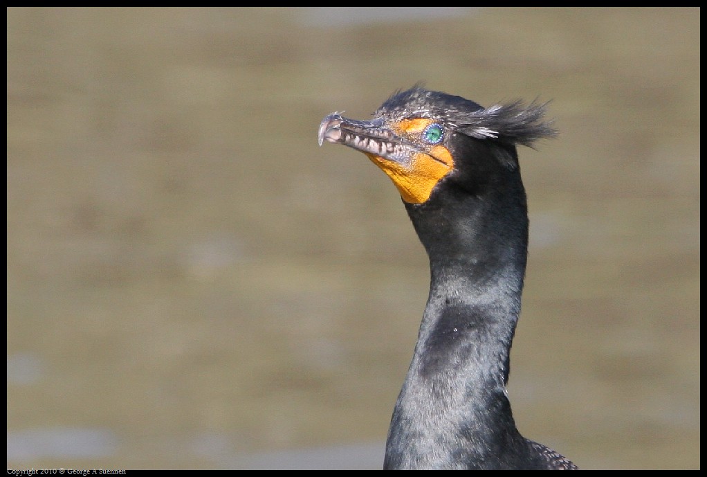 0327-162533-01.jpg - Double-crested Cormorant