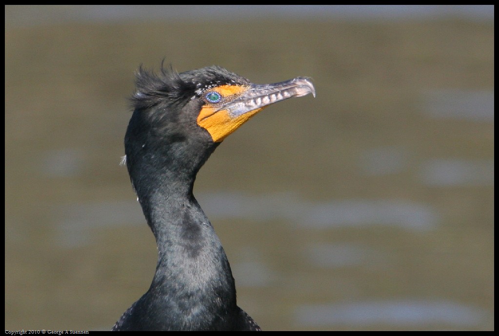 0327-162539-01.jpg - Double-crested Cormorant