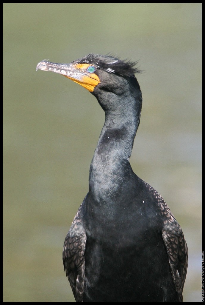 0327-162658-02.jpg - Double-crested Cormorant