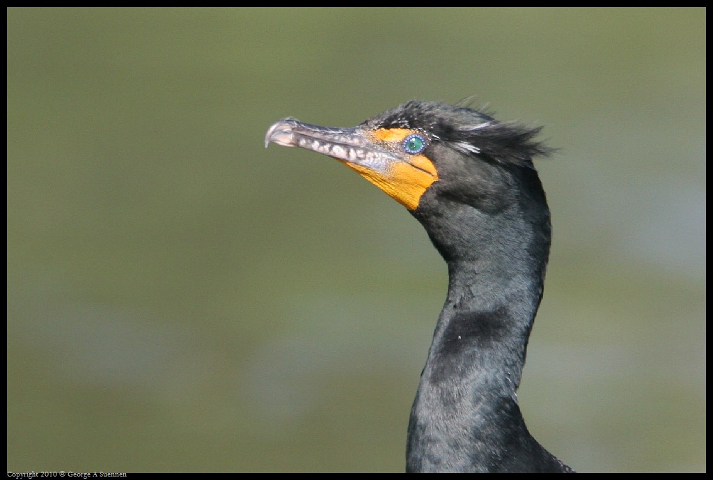 0327-162700-02.jpg - Double-crested Cormorant