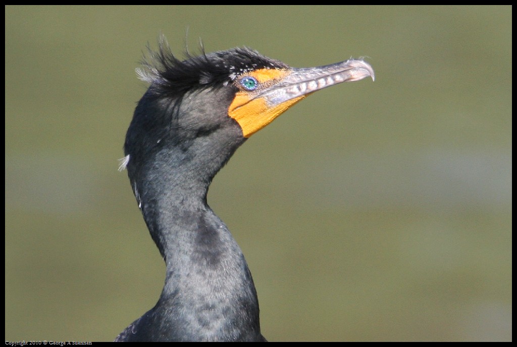 0327-162735-01.jpg - Double-crested Cormorant