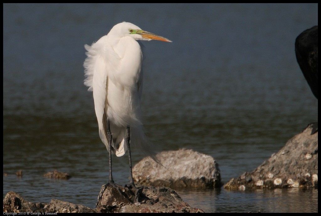 0327-164104-01.jpg - Great Egret