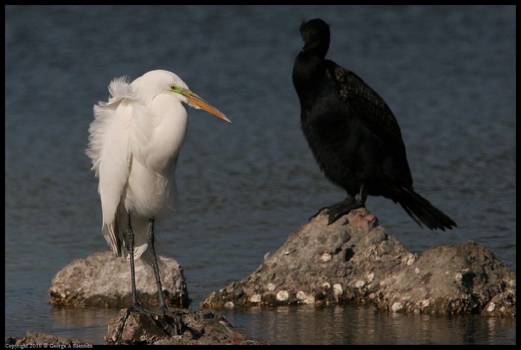 0327-164223-02.jpg - Great Egret