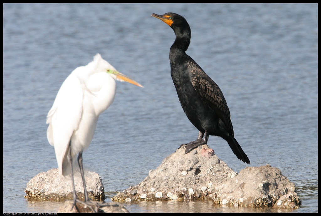 0327-164447-01.jpg - Double-crested Cormorant