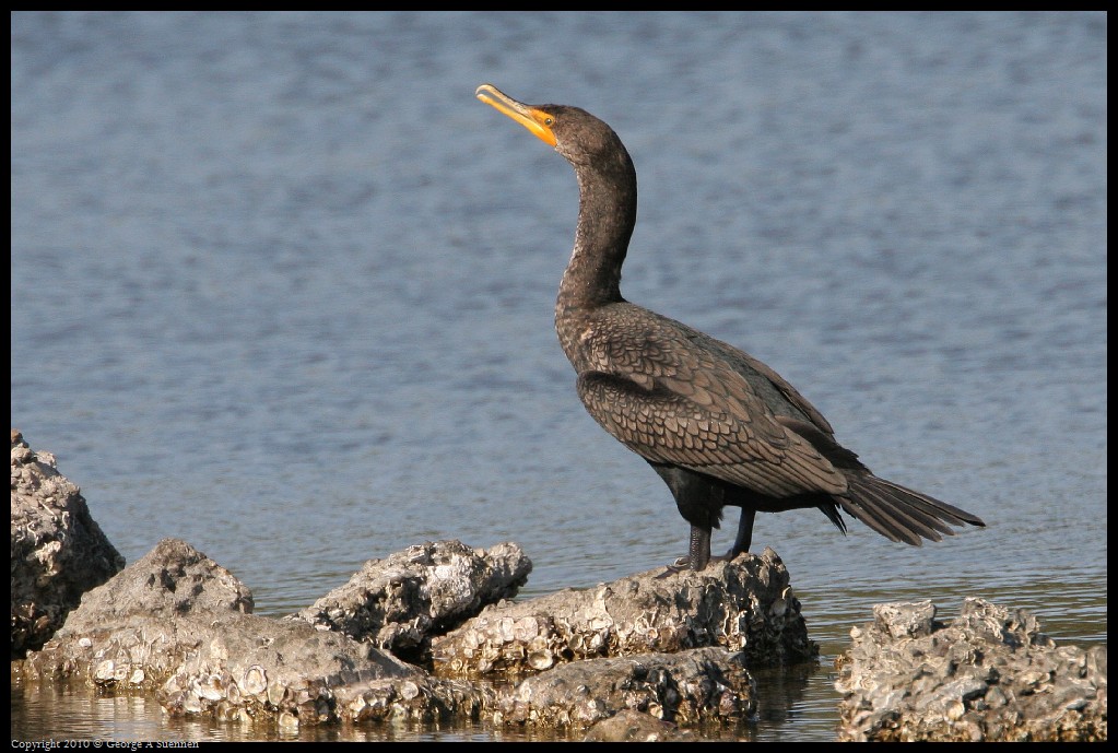 0327-164541-01.jpg - Double-crested Cormorant