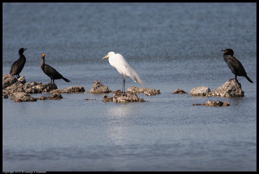 0327-165024-03.jpg - Cormorants and Egret