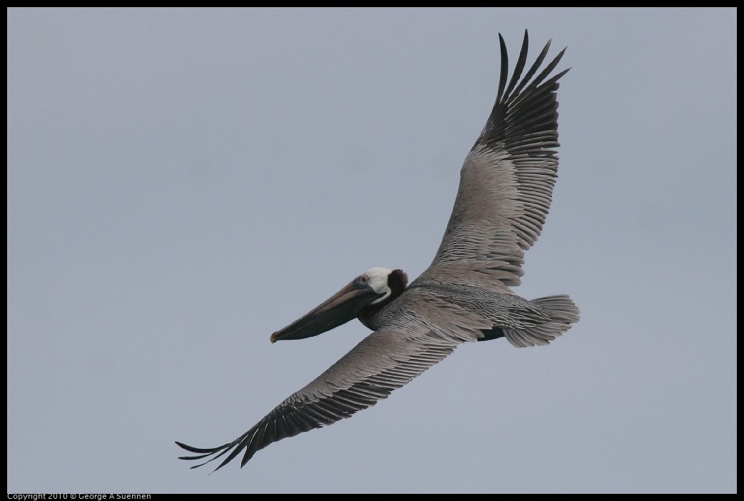 IMG_2075.jpg - Brown Pelican - Tortola, BVI