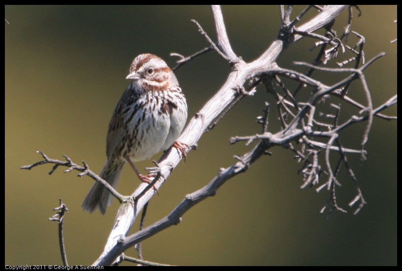 0403-142941-02.jpg - Song Sparrow