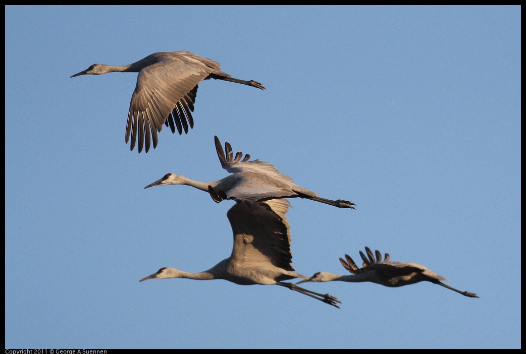 1203-075057-01.jpg - Sandhill Crane