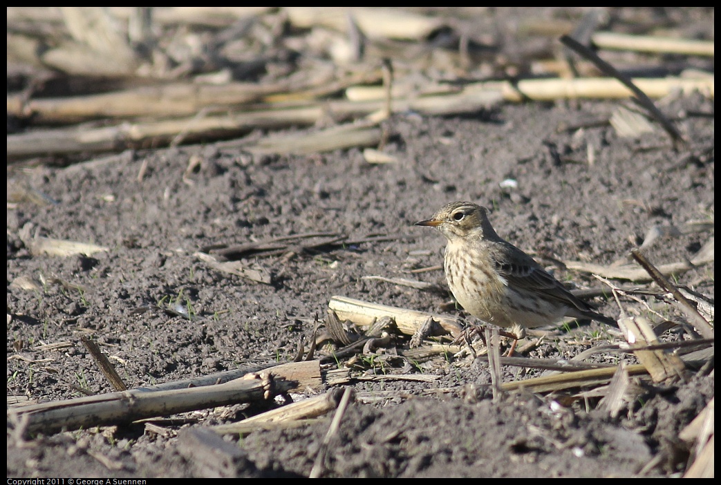 1203-111646-02.jpg - American Pipit