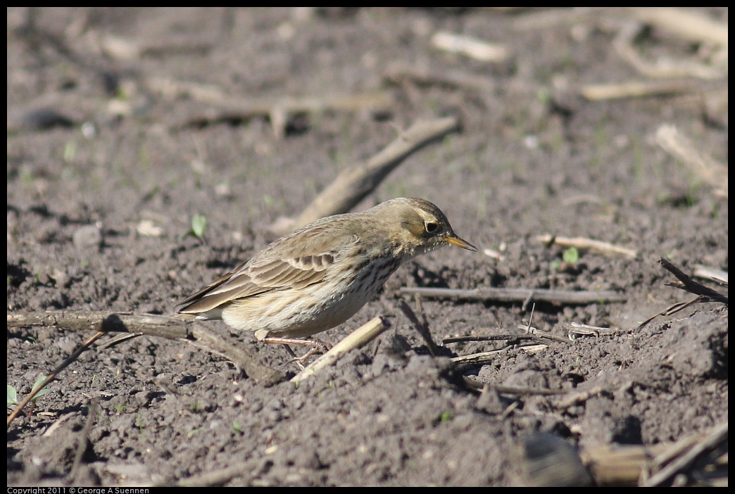 1203-111938-01.jpg - American Pipit