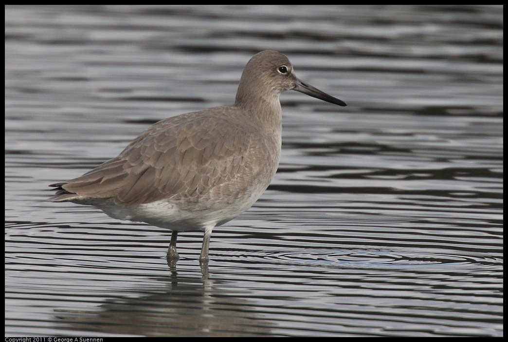 1211-113233-01.jpg - Willet