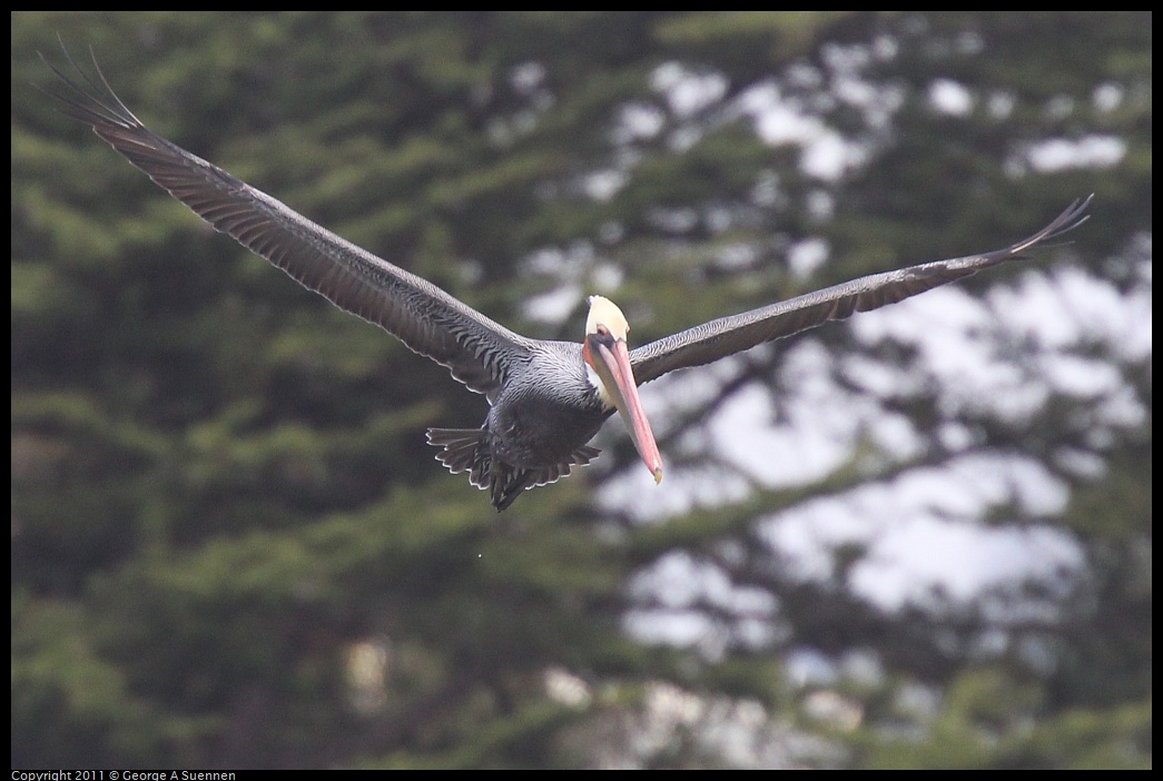 1211-113609-01.jpg - Brown Pelican