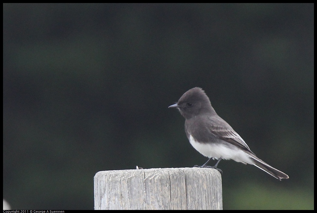 1211-120234-01.jpg - Black Phoebe