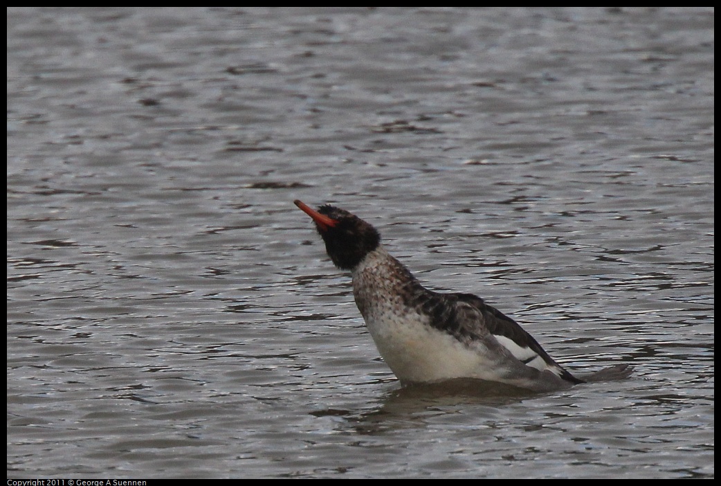 1211-120254-04.jpg - Red-breasted Mergensar