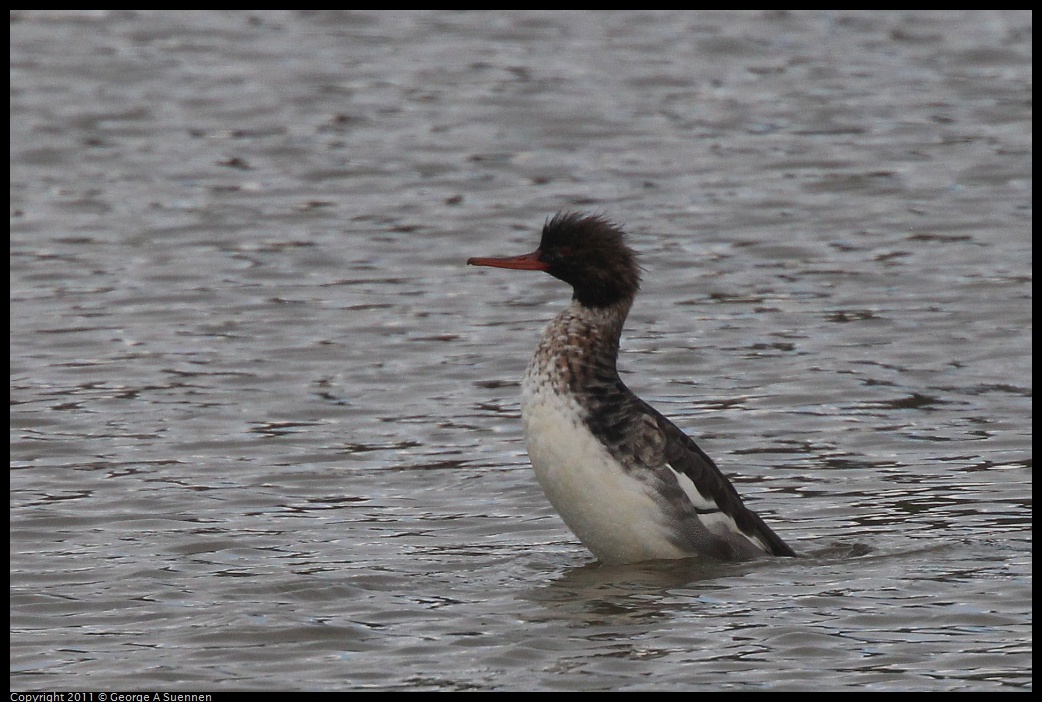 1211-120254-05.jpg - Red-breasted Mergensar