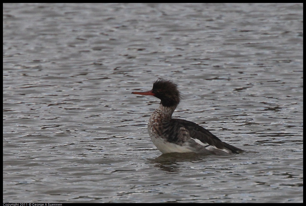 1211-120255-01.jpg - Red-breasted Mergensar