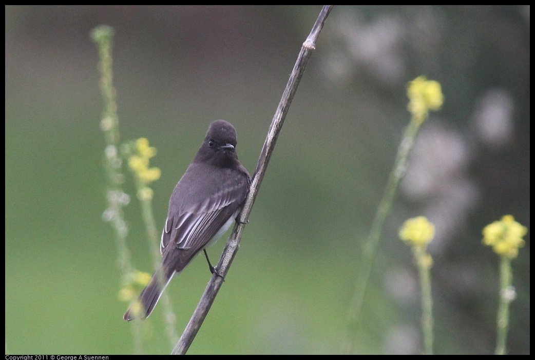 1211-120644-02.jpg - Black Phoebe