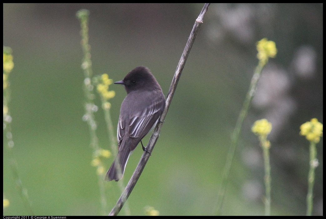 1211-120651-01.jpg - Black Phoebe