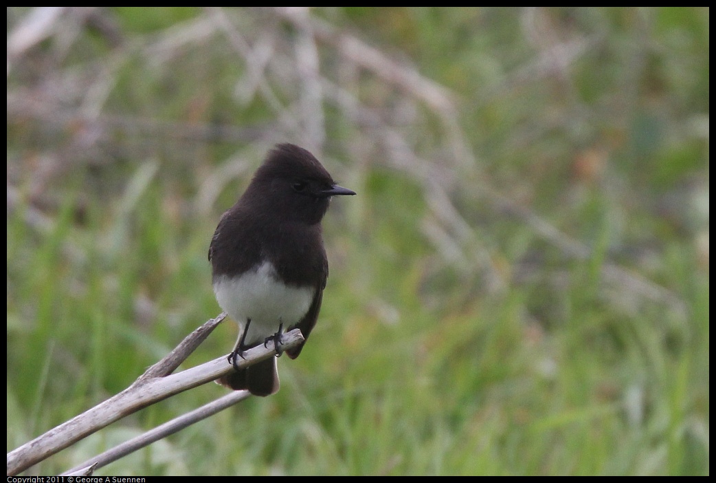 1211-120706-02.jpg - Black Phoebe